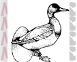 L'Anatra dalle Uova d'Oro